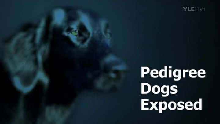 外语原版纪录片《 Pedigree Dogs Exposed 》 - 纪录片1080P/720P/360P高清标清网盘迅雷下载