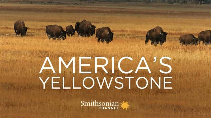 外语原版纪录片《 America's Yellowstone 》 - 纪录片1080P/720P/360P高清标清网盘迅雷下载