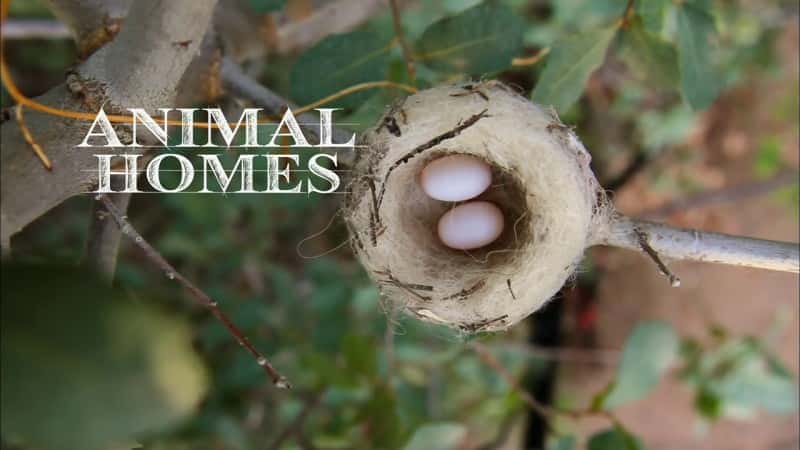 外语原版纪录片《 Animal Homes 》 - 纪录片1080P/720P/360P高清标清网盘迅雷下载 外语原版纪录片《 Animal Homes 》 - 纪录片1080P/720P/360P高清标清网盘迅雷下载