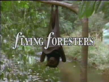 外语原版纪录片《 Flying Foresters 》 - 纪录片1080P/720P/360P高清标清网盘迅雷下载