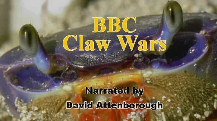 外语原版纪录片《 Claw Wars 》 - 纪录片1080P/720P/360P高清标清网盘迅雷下载 外语原版纪录片《 Claw Wars 》 - 纪录片1080P/720P/360P高清标清网盘迅雷下载