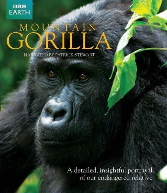 外语原版纪录片《 Mountain Gorilla (BBC) 》 - 纪录片1080P/720P/360P高清标清网盘迅雷下载