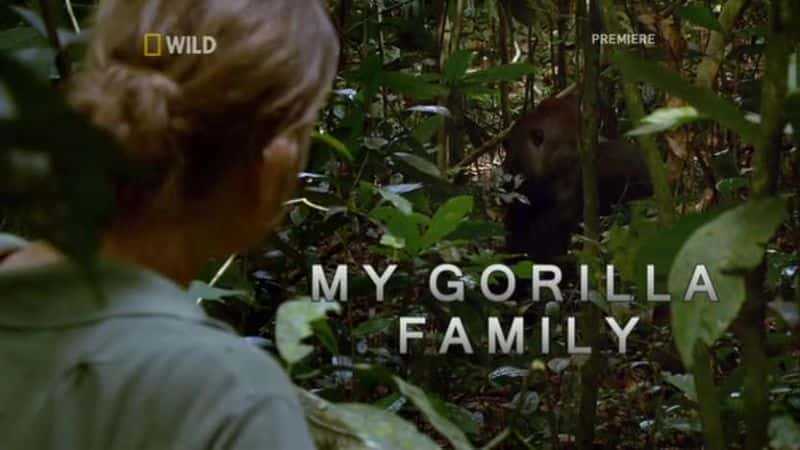 外语原版纪录片《 My Gorilla Family 》 - 纪录片1080P/720P/360P高清标清网盘迅雷下载