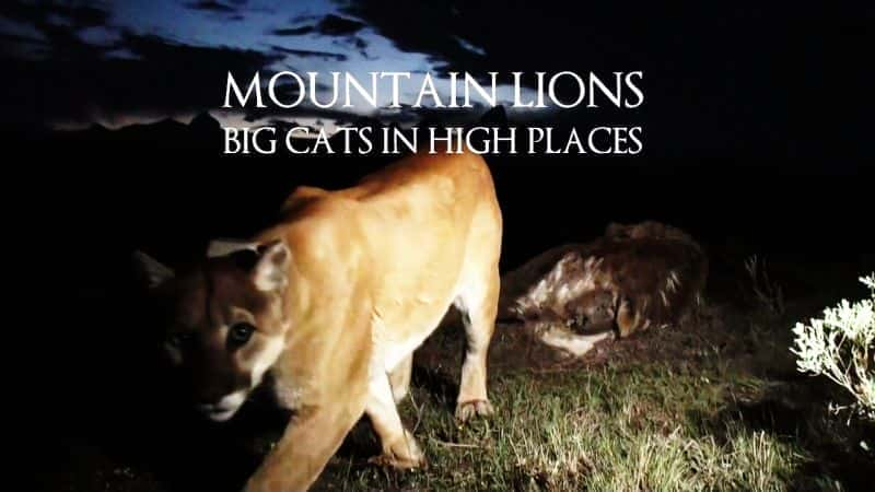 外语原版纪录片《 Mountain Lions: Big Cats in High Places 》 - 纪录片1080P/720P/360P高清标清网盘迅雷下载