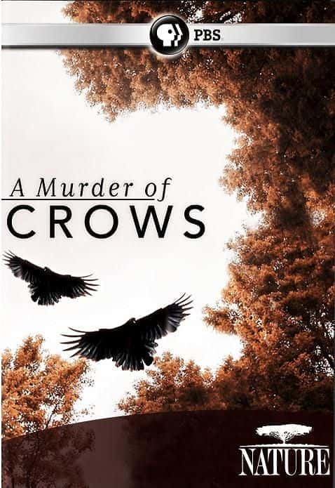 外语原版纪录片《 A Murder of Crows (PBS) 》 - 纪录片1080P/720P/360P高清标清网盘迅雷下载