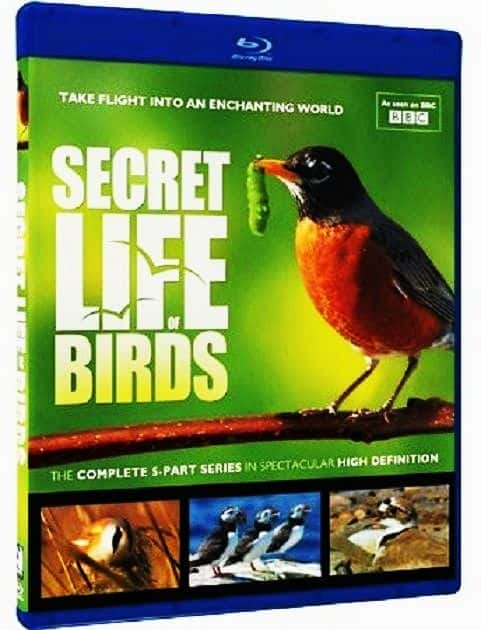 外语原版纪录片《 The Secret Life of Birds 》 - 纪录片1080P/720P/360P高清标清网盘迅雷下载