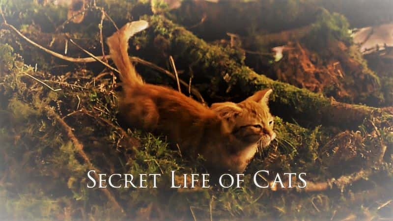 外语原版纪录片《 Secret Life of Cats (BBC) 》 - 纪录片1080P/720P/360P高清标清网盘迅雷下载