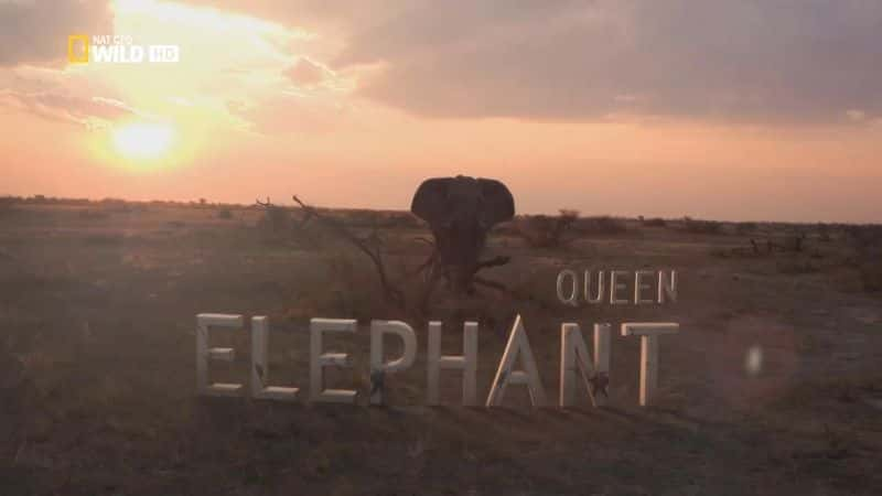 外语原版纪录片《 Queen Elephant 》 - 纪录片1080P/720P/360P高清标清网盘迅雷下载