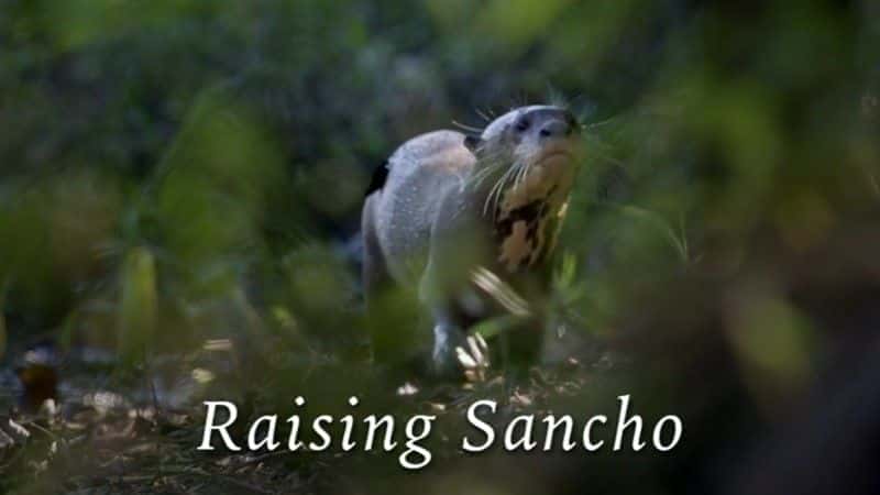 外语原版纪录片《 Raising Sancho (BBC) 》 - 纪录片1080P/720P/360P高清标清网盘迅雷下载 外语原版纪录片《 Raising Sancho (BBC) 》 - 纪录片1080P/720P/360P高清标清网盘迅雷下载