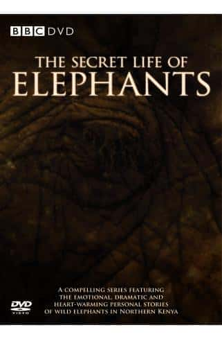 外语原版纪录片《 The Secret Life of Elephants 》 - 纪录片1080P/720P/360P高清标清网盘迅雷下载