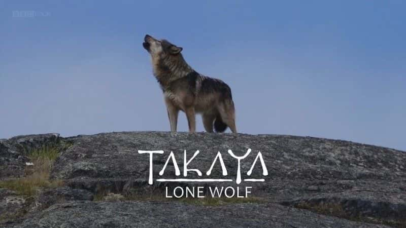 外语原版纪录片《 Takaya: Lone Wolf 》 - 纪录片1080P/720P/360P高清标清网盘迅雷下载