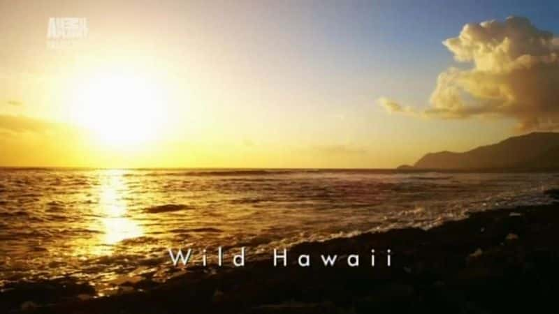 外语原版纪录片《 Wild Hawaii 》 - 纪录片1080P/720P/360P高清标清网盘迅雷下载