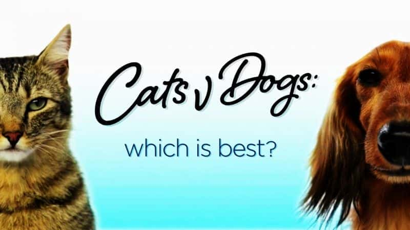 外语原版纪录片《 Cats v Dogs: Which is Best? 》 - 纪录片1080P/720P/360P高清标清网盘迅雷下载