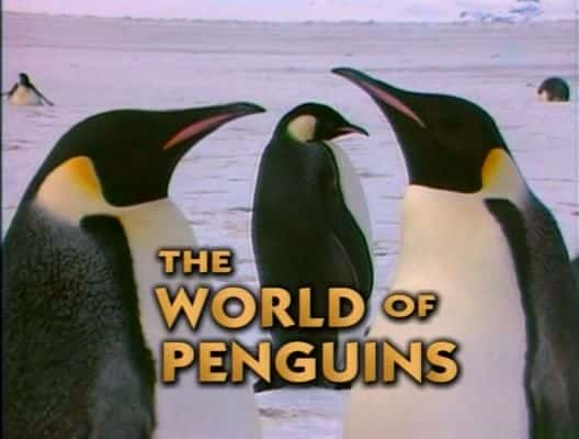 外语原版纪录片《 The World of Penguins 》 - 纪录片1080P/720P/360P高清标清网盘迅雷下载