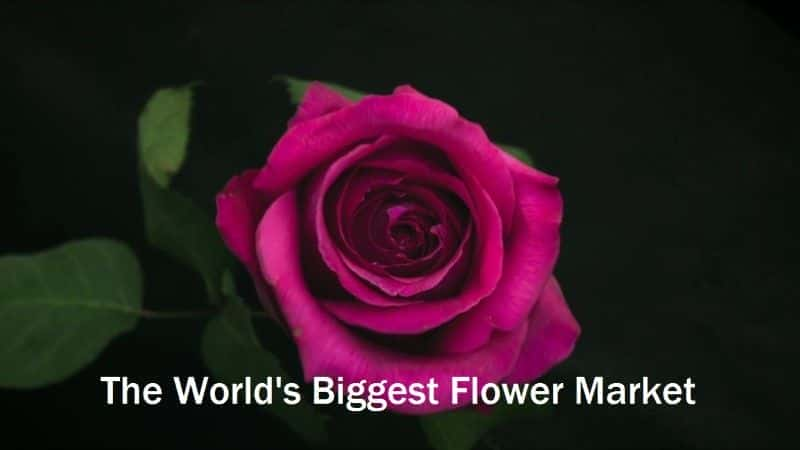 外语原版纪录片《 The World's Biggest Flower Market 》 - 纪录片1080P/720P/360P高清标清网盘迅雷下载