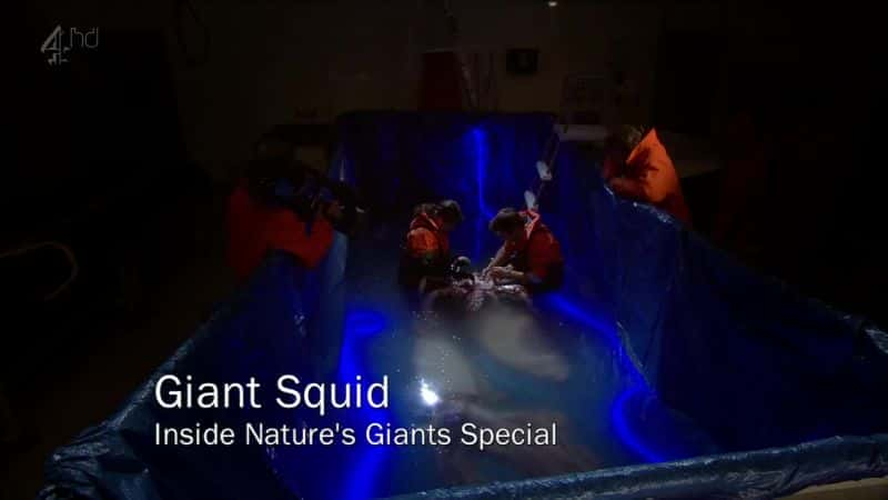 外语原版纪录片《 Giant Squid (Ch4) 》 - 纪录片1080P/720P/360P高清标清网盘迅雷下载