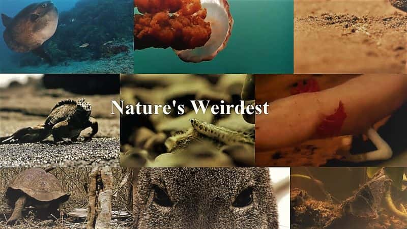 外语原版纪录片《 Natures Weirdest 》 - 纪录片1080P/720P/360P高清标清网盘迅雷下载