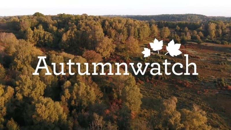 外语原版纪录片《 Autumnwatch 2022 》 - 纪录片1080P/720P/360P高清标清网盘迅雷下载