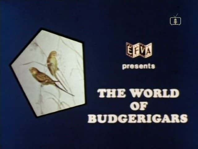 外语原版纪录片《 The World of Budgerigars 》 - 纪录片1080P/720P/360P高清标清网盘迅雷下载