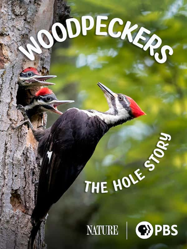 外语原版纪录片《 Woodpeckers: The Hole Story 》 - 纪录片1080P/720P/360P高清标清网盘迅雷下载