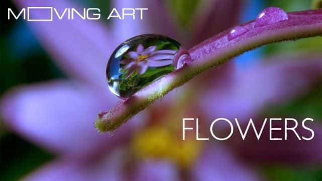 外语原版纪录片《移动艺术：花/Moving Art: Flowers 》原版无字/外挂字幕 - 纪录片1080P/720P/360P高清标清网盘迅雷下载