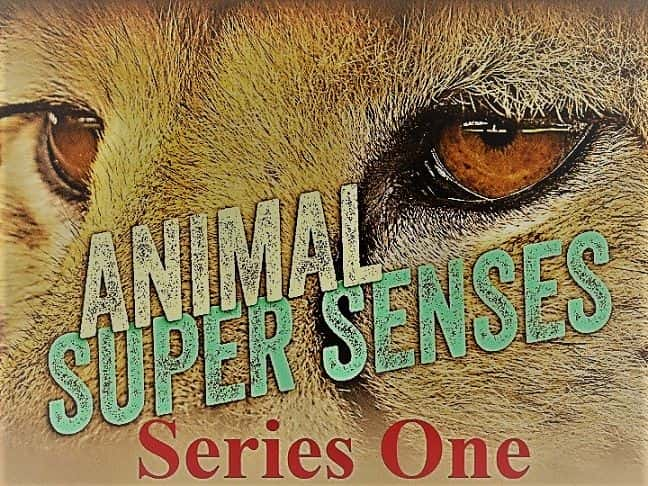 外语原版纪录片《动物超感官：系列 1/Animal Super Senses: Series 1 》原版无字/外挂字幕 - 纪录片1080P/720P/360P高清标清网盘迅雷下载