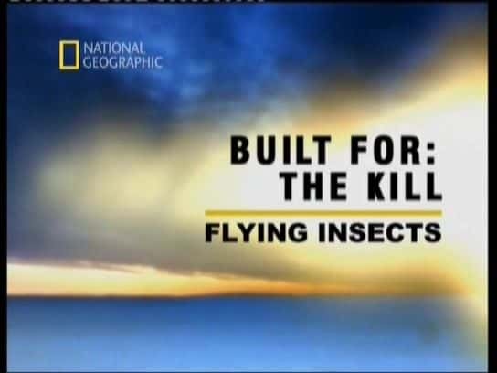 外语原版纪录片《Built for the Kill - 飞虫/Built for the Kill - Flying Insects 》原版无字/外挂字幕 - 纪录片1080P/720P/360P高清标清网盘迅雷下载