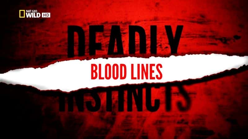外语原版纪录片《致命本能：血脉/Deadly Instincts: Blood Lines 》原版无字/外挂字幕 - 纪录片1080P/720P/360P高清标清网盘迅雷下载