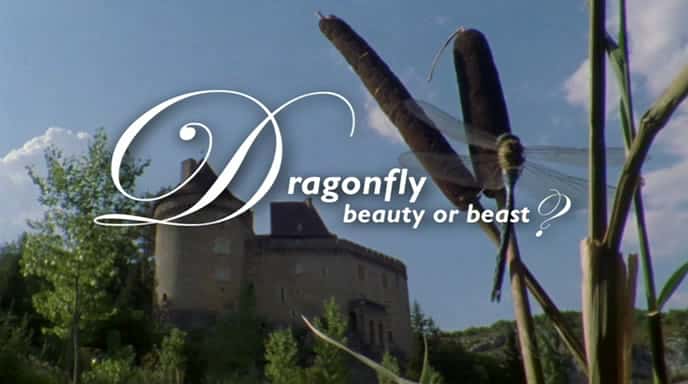 外语原版纪录片《蜻蜓 - 美女还是野兽/Dragonfly - Beauty or Beast 》原版无字/外挂字幕 - 纪录片1080P/720P/360P高清标清网盘迅雷下载
