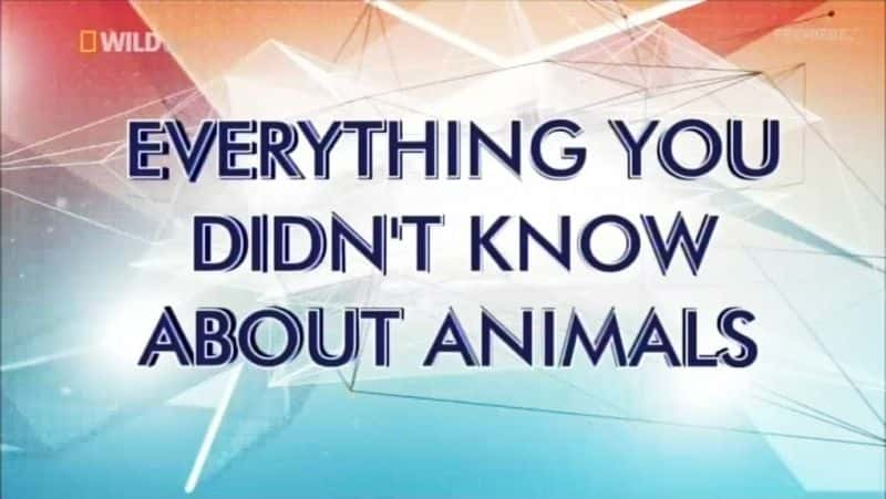 外语原版纪录片《你不知道的关于动物的一切/Everything You Didn't Know about Animals 》原版无字/外挂字幕 - 纪录片1080P/720P/360P高清标清网盘迅雷下载