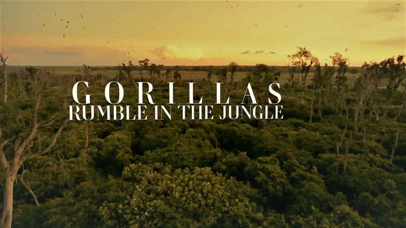 外语原版纪录片《大猩猩：丛林中的隆隆声/Gorillas: Rumble in the Jungle 》原版无字/外挂字幕 - 纪录片1080P/720P/360P高清标清网盘迅雷下载