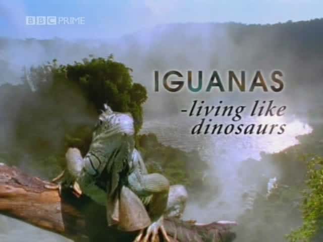外语原版纪录片《鬣蜥 - 像恐龙一样生活/Iguanas - Living like Dinosaurs 》原版无字/外挂字幕 - 纪录片1080P/720P/360P高清标清网盘迅雷下载