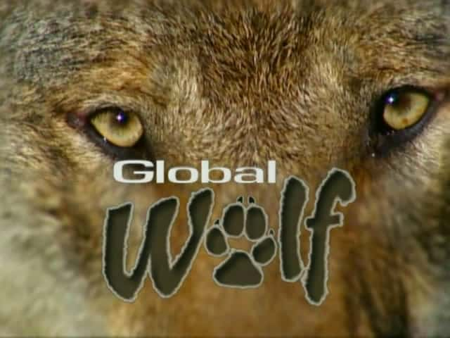 外语原版纪录片《全球狼/Global Wolf 》原版无字/外挂字幕 - 纪录片1080P/720P/360P高清标清网盘迅雷下载