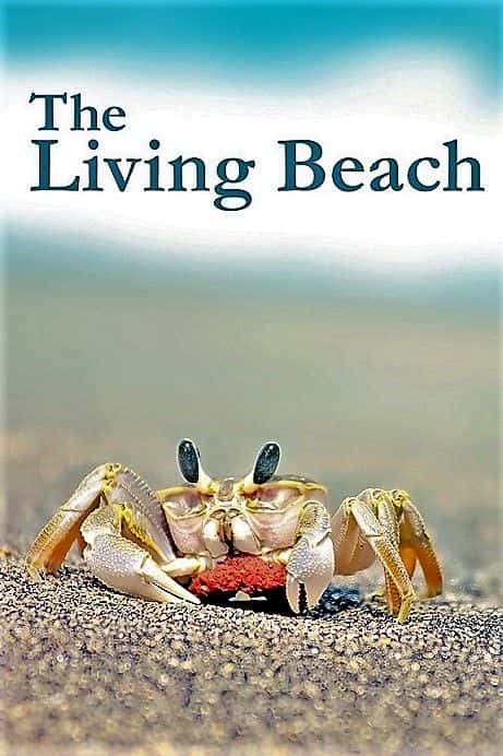 外语原版纪录片《生活海滩：系列 1/The Living Beach: Series 1 》原版无字/外挂字幕 - 纪录片1080P/720P/360P高清标清网盘迅雷下载