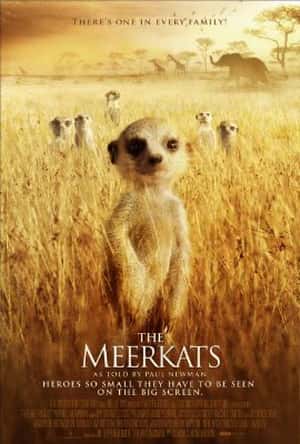 外语原版纪录片《猫鼬 (BBC)/The Meerkats (BBC) 》原版无字/外挂字幕 - 纪录片1080P/720P/360P高清标清网盘迅雷下载