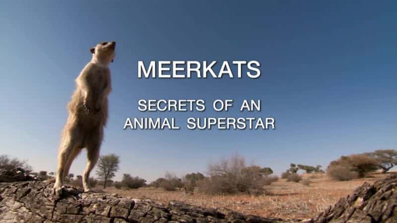 外语原版纪录片《猫鼬：动物巨星的秘密/Meerkats: Secrets of an Animal Superstar 》原版无字/外挂字幕 - 纪录片1080P/720P/360P高清标清网盘迅雷下载
