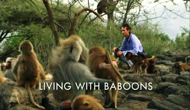 外语原版纪录片《与狒狒一起生活/Living with Baboons 》原版无字/外挂字幕 - 纪录片1080P/720P/360P高清标清网盘迅雷下载