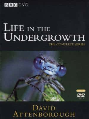 外语原版纪录片《灌木丛中的生活/Life in the Undergrowth 》原版无字/外挂字幕 - 纪录片1080P/720P/360P高清标清网盘迅雷下载