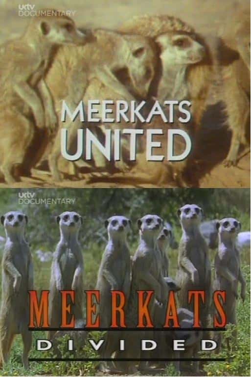 外语原版纪录片《猫鼬/Meerkats 》原版无字/外挂字幕 - 纪录片1080P/720P/360P高清标清网盘迅雷下载