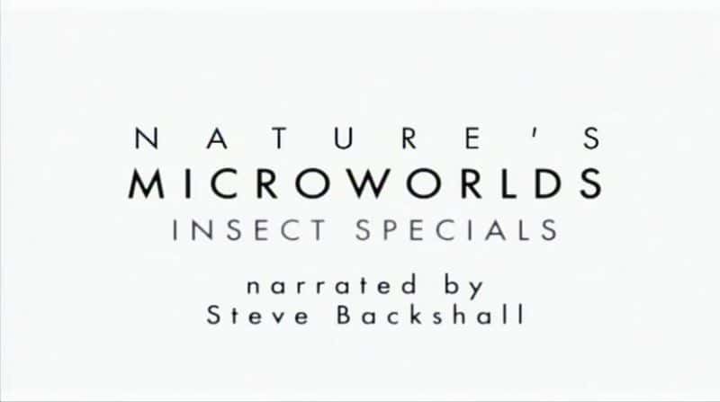 外语原版纪录片《昆虫世界/Insect Worlds 》原版无字/外挂字幕 - 纪录片1080P/720P/360P高清标清网盘迅雷下载