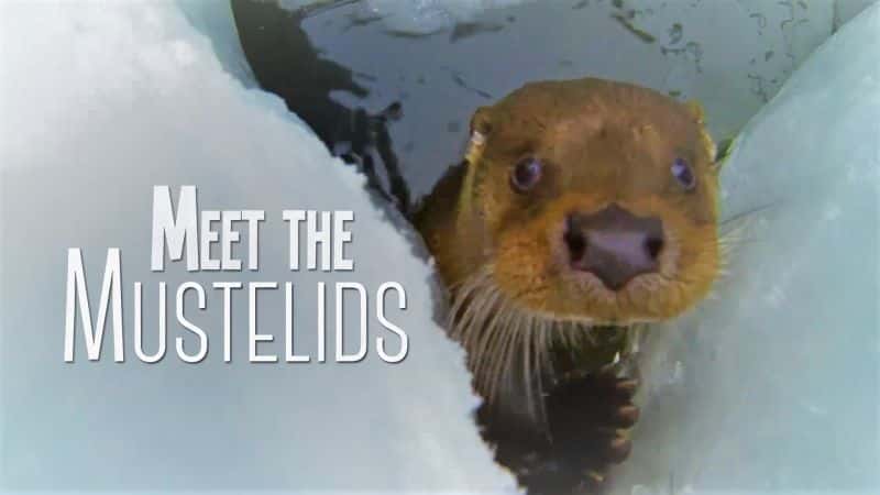 外语原版纪录片《认识鼬科动物/Meet the Mustelids 》原版无字/外挂字幕 - 纪录片1080P/720P/360P高清标清网盘迅雷下载