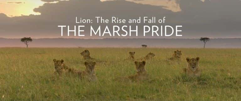 外语原版纪录片《狮子：沼泽骄傲的兴衰/Lion: The Rise and Fall of the Marsh Pride 》原版无字/外挂字幕 - 纪录片1080P/720P/360P高清标清网盘迅雷下载