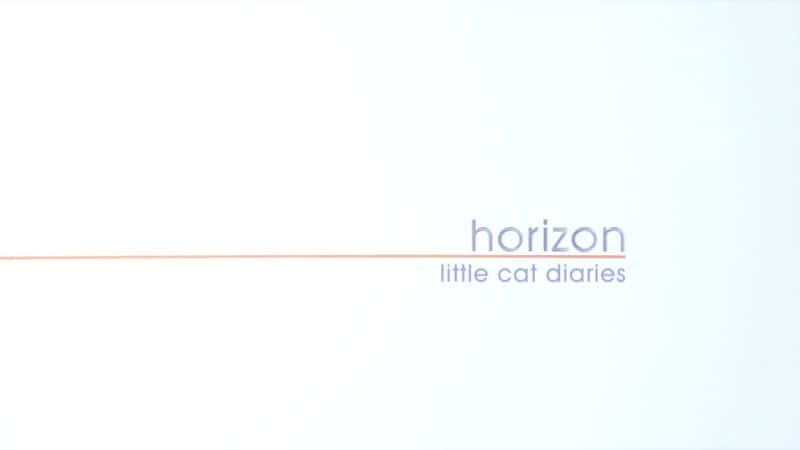 外语原版纪录片《小猫日记/Little Cat Diaries 》原版无字/外挂字幕 - 纪录片1080P/720P/360P高清标清网盘迅雷下载