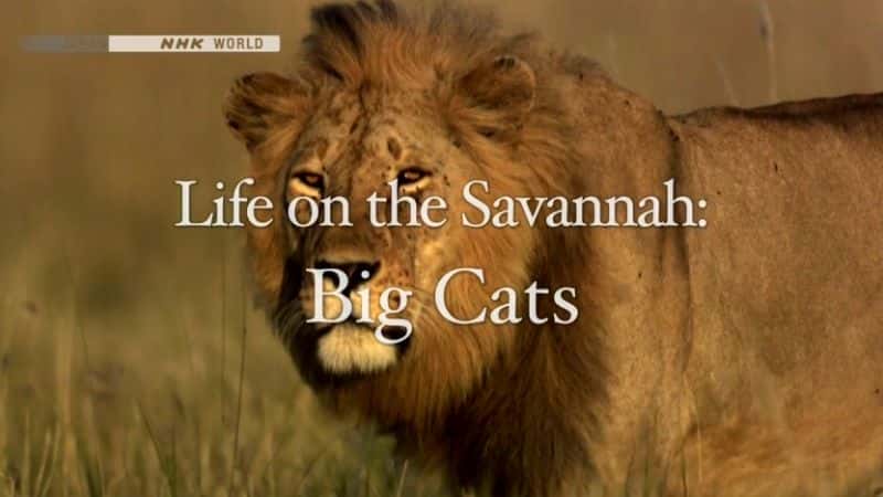 外语原版纪录片《大草原上的生活：大型猫科动物/Life on the Savannah: Big Cats 》原版无字/外挂字幕 - 纪录片1080P/720P/360P高清标清网盘迅雷下载
