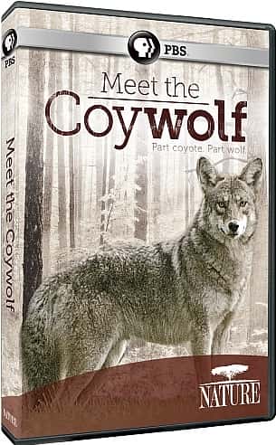 外语原版纪录片《认识小狼/Meet the Coywolf 》原版无字/外挂字幕 - 纪录片1080P/720P/360P高清标清网盘迅雷下载