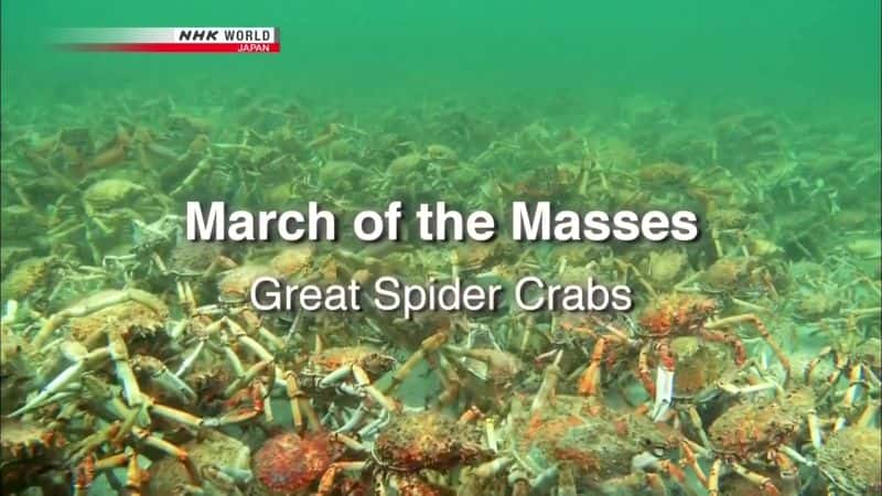 外语原版纪录片《群众游行：大蜘蛛蟹/March of the Masses: Great Spider Crabs 》原版无字/外挂字幕 - 纪录片1080P/720P/360P高清标清网盘迅雷下载