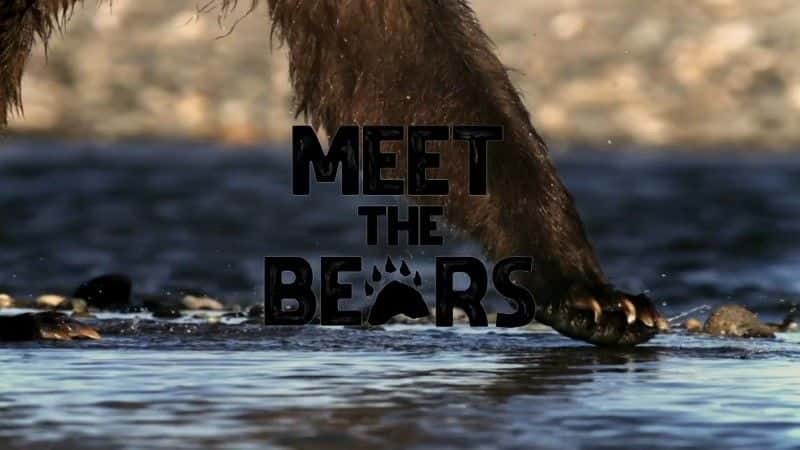 外语原版纪录片《遇见熊/Meet the Bears 》原版无字/外挂字幕 - 纪录片1080P/720P/360P高清标清网盘迅雷下载