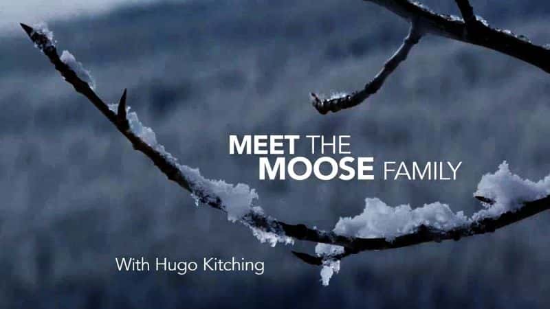 外语原版纪录片《认识驼鹿家族/Meet the Moose Family 》原版无字/外挂字幕 - 纪录片1080P/720P/360P高清标清网盘迅雷下载