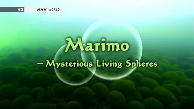 外语原版纪录片《Marimo：神秘的生命领域/Marimo: Mysterious Living Spheres 》原版无字/外挂字幕 - 纪录片1080P/720P/360P高清标清网盘迅雷下载