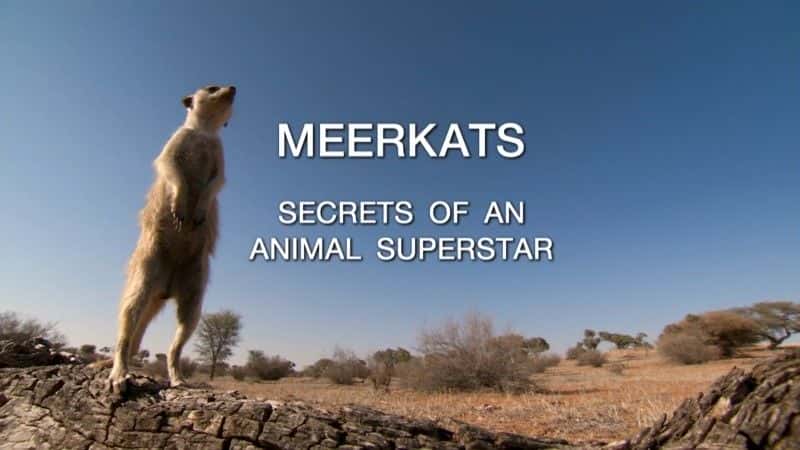 外语原版纪录片《猫鼬：动物巨星的秘密 (BBC 1080p)/Meerkats: Secrets of an Animal Superstar (BBC 1080p) 》原版无字/外挂字幕 - 纪录片1080P/720P/360P高清标清网盘迅雷下载